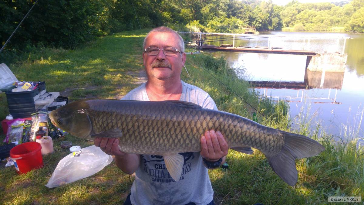 Amur 92cm
