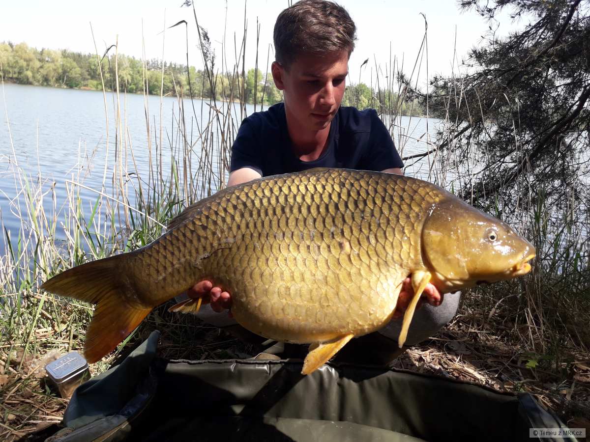 Kapr 11,5 kg