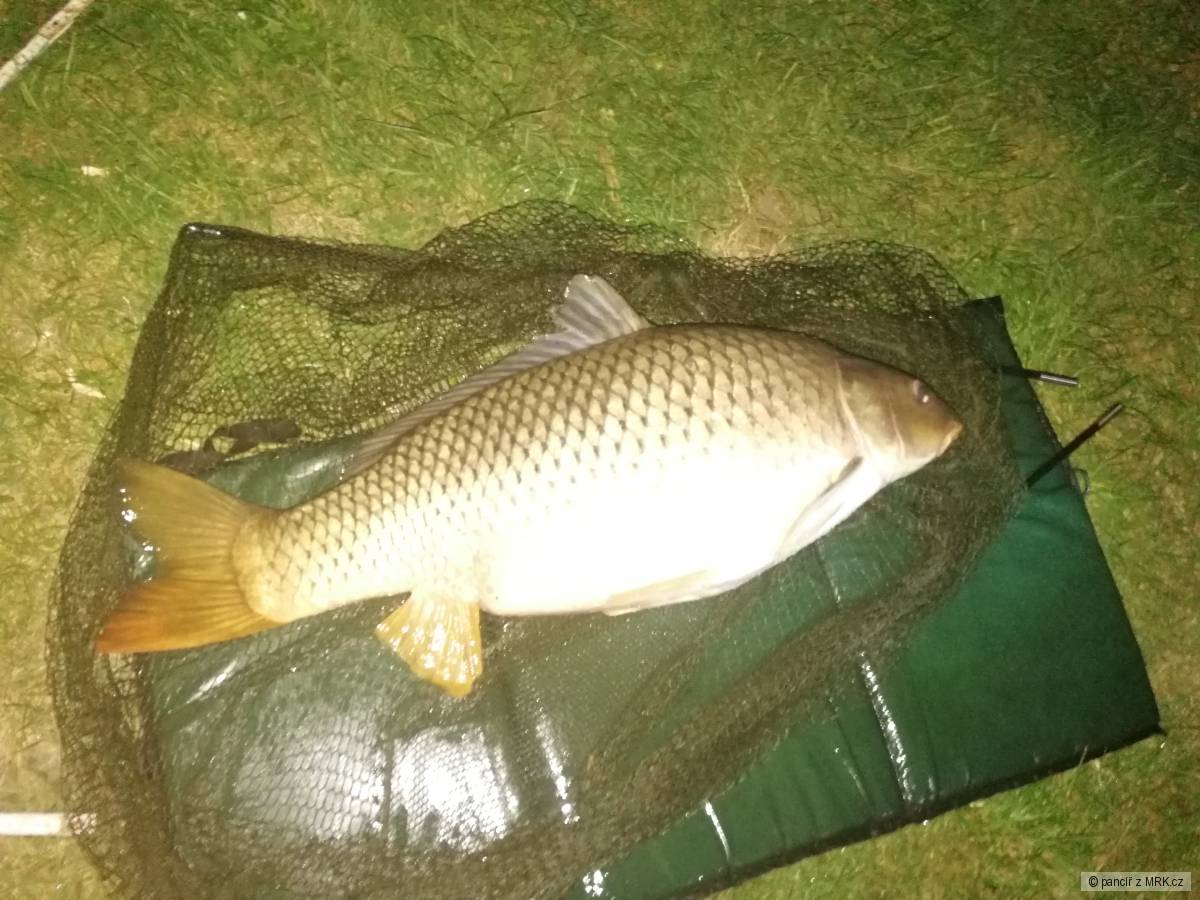 Kapr 92- 15,2 kg- jižní morava