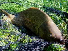 feeder