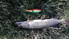 Štika na wobler Rapala