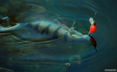 ostrie�