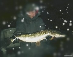 Kliknutím fotografii zvětšíte Štika