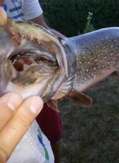Kliknutím fotografii zvětšíte Krasavci z 2018.....