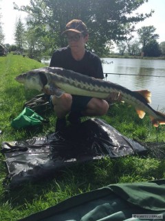 Kliknutím fotografii zvětšíte Jester 154cm 11kg