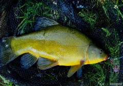 lieň