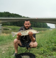 Kliknutím fotografii zvětšíte Candat 62cm