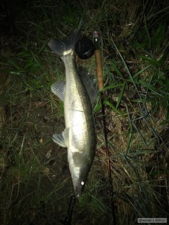 zubáč 72cm streamer md