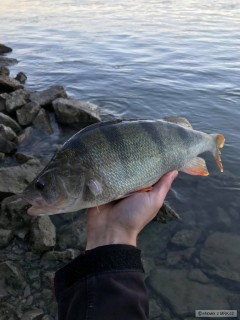ostrie� 39cm dunaj