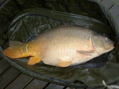 Kliknutím fotografii zvětšíte Pansky rybnik KAPR 90cm 18kg
