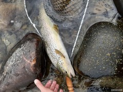 Nov� Zealand 2019