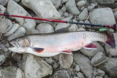 Kliknutím fotografii zvětšíte Siven 47cm