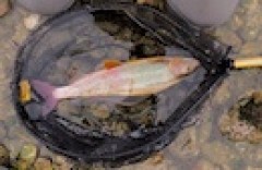 Kliknutím fotografii zvětšíte Lipan 48 cm Rakousko s podběrákem King od značky Fencl