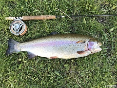 Krasavec 54 cm 