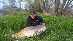 Kliknutím fotografii zvětšíte sumec 201 cm