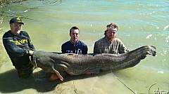 Kliknutím fotografii zvětšíte sumec 243 cm 105 kg Pád