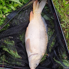 Kliknutím fotografii zvětšíte Kapr 60cm