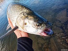Bole� 71 cm
