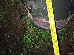 Kliknutím fotografii zvětšíte Sumec velký 30.8.2020 Vodní nádrž Trnávka