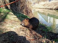 Kliknutím fotografii zvětšíte Nutrie :-)