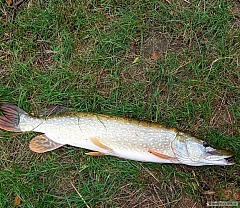 �tika 72cm