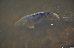 Kliknutím fotografii zvětšíte Catch And Release