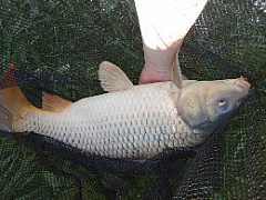 Kliknutím fotografii zvětšíte můj největší kapr 54cm 3.5kg