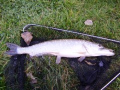 Kliknutím fotografii zvětšíte Štička na feeder