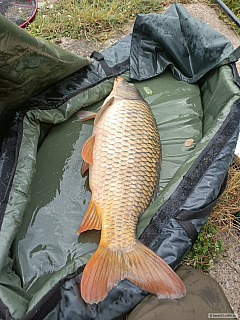 Kliknutím fotografii zvětšíte První labský kapr 76cm