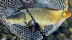 Kliknutím fotografii zvětšíte Spomienky 6/2025 - Carp vs Spoon