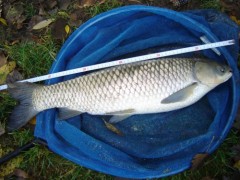 Amur 63 na feeder
