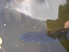 Kliknutím fotografii zvětšíte