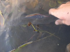 Kliknutím fotografii zvětšíte