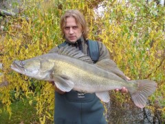 zander
