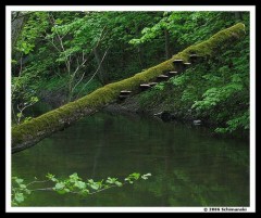 Kliknutím fotografii zvětšíte U řeky Svitavy