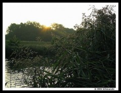 Kliknutím fotografii zvětšíte Dyje u Ladné