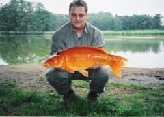 Kliknutím fotografii zvětšíte KOI 87 cm, 13,5 kg