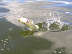 Skok 1