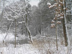 Kliknutím fotografii zvětšíte Volyňka