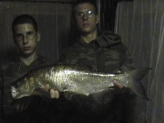 Bolen