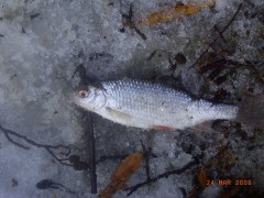 Kliknutím fotografii zvětšíte Moje první ryba v roce2006