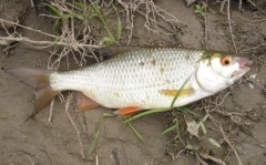 plotka z Be�vy 35cm