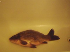 Kliknutím fotografii zvětšíte kaprik 27.5. 2006