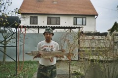 Kliknutím fotografii zvětšíte Štika obecná
