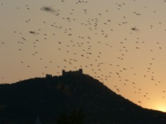 Kliknutím fotografii zvětšíte komáři na D5