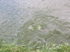 Kliknutím fotografii zvětšíte Neodolal
