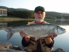 boleň (aspius aspius)
