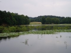 rybník-Labuť3