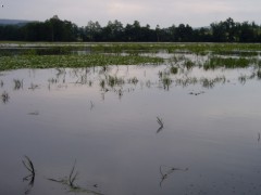 rybník-Labuť