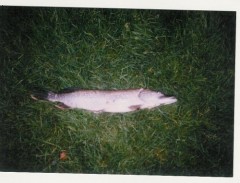 �tika 60cm